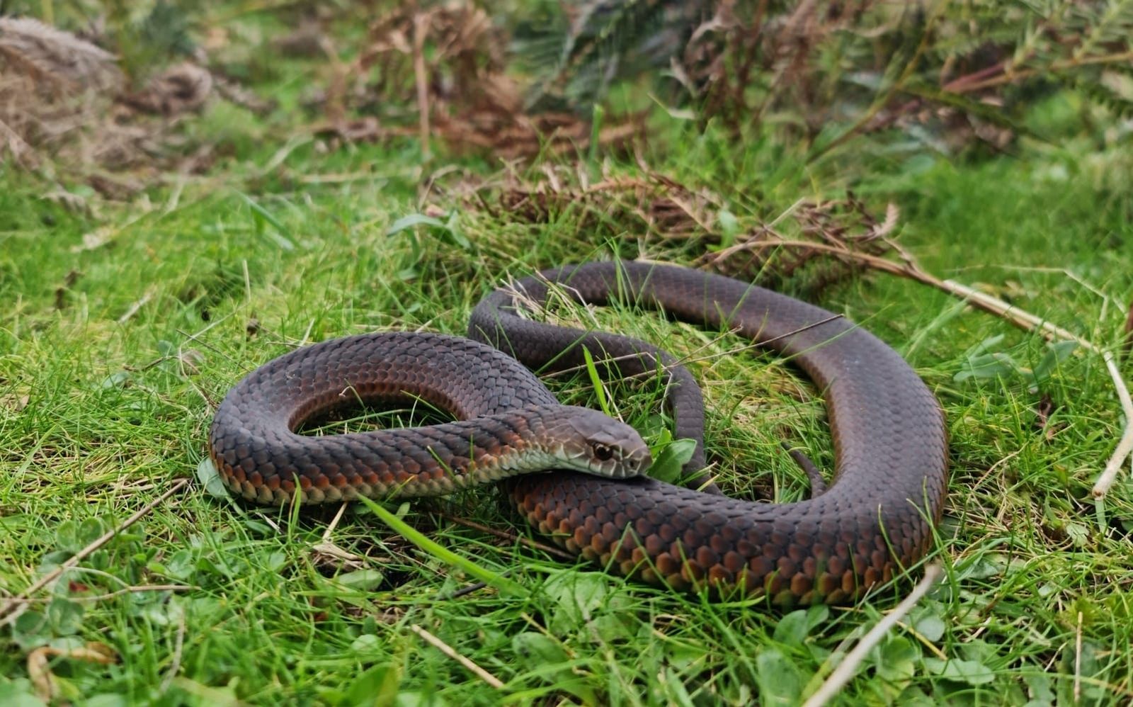 Snake season starts early post image