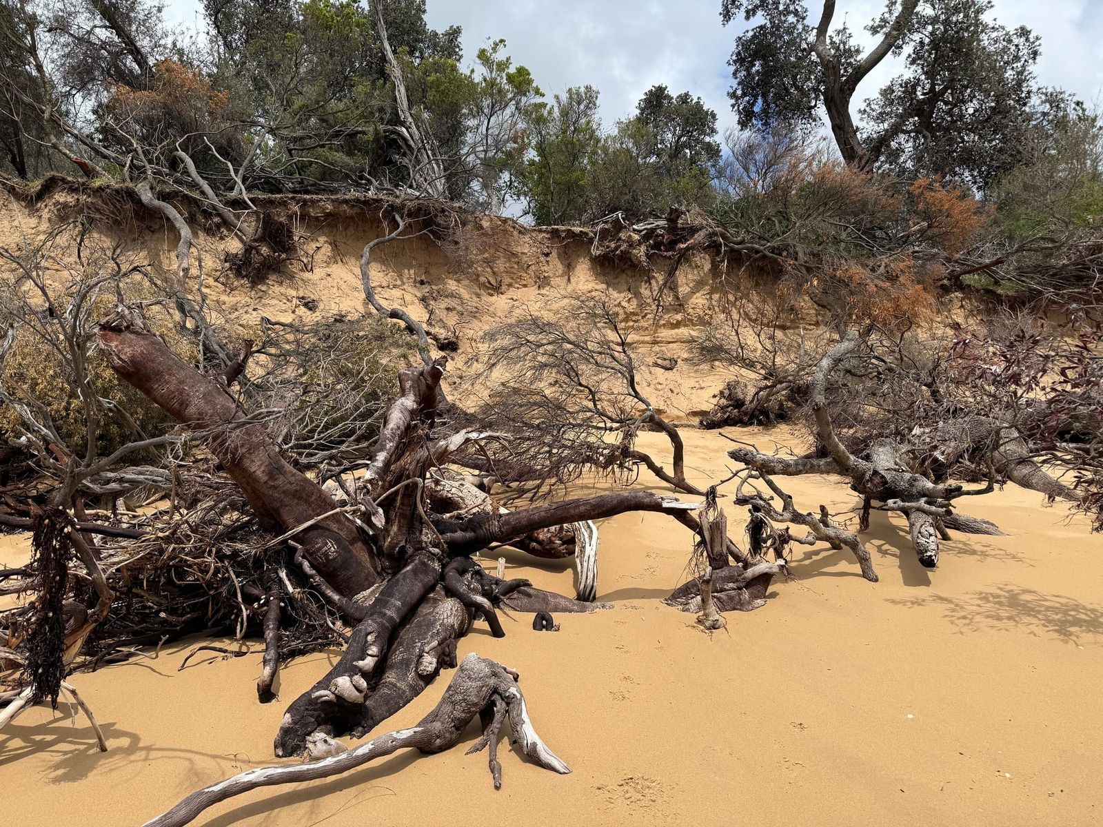 Bass Coast Shire presses panic button on Silverleaves’ work post image