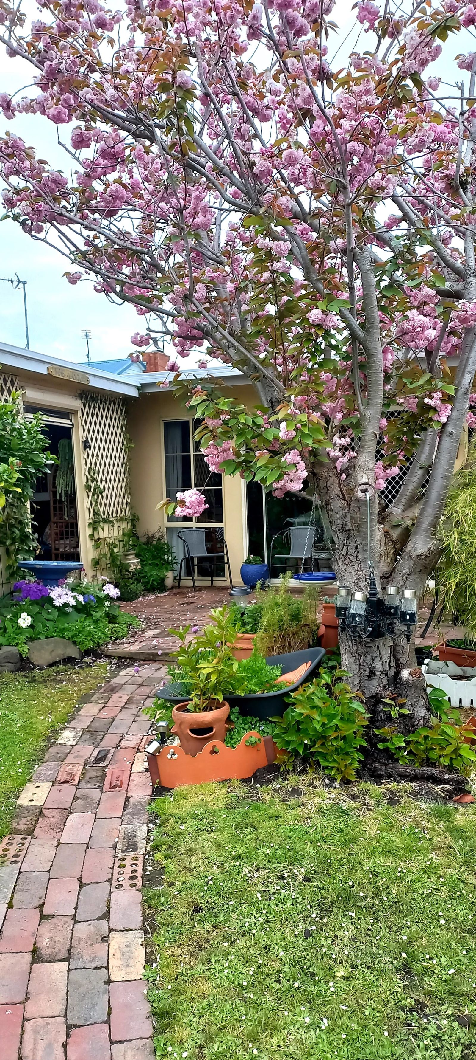Coastal hidden gems revealed for Inverloch Open Gardens post image