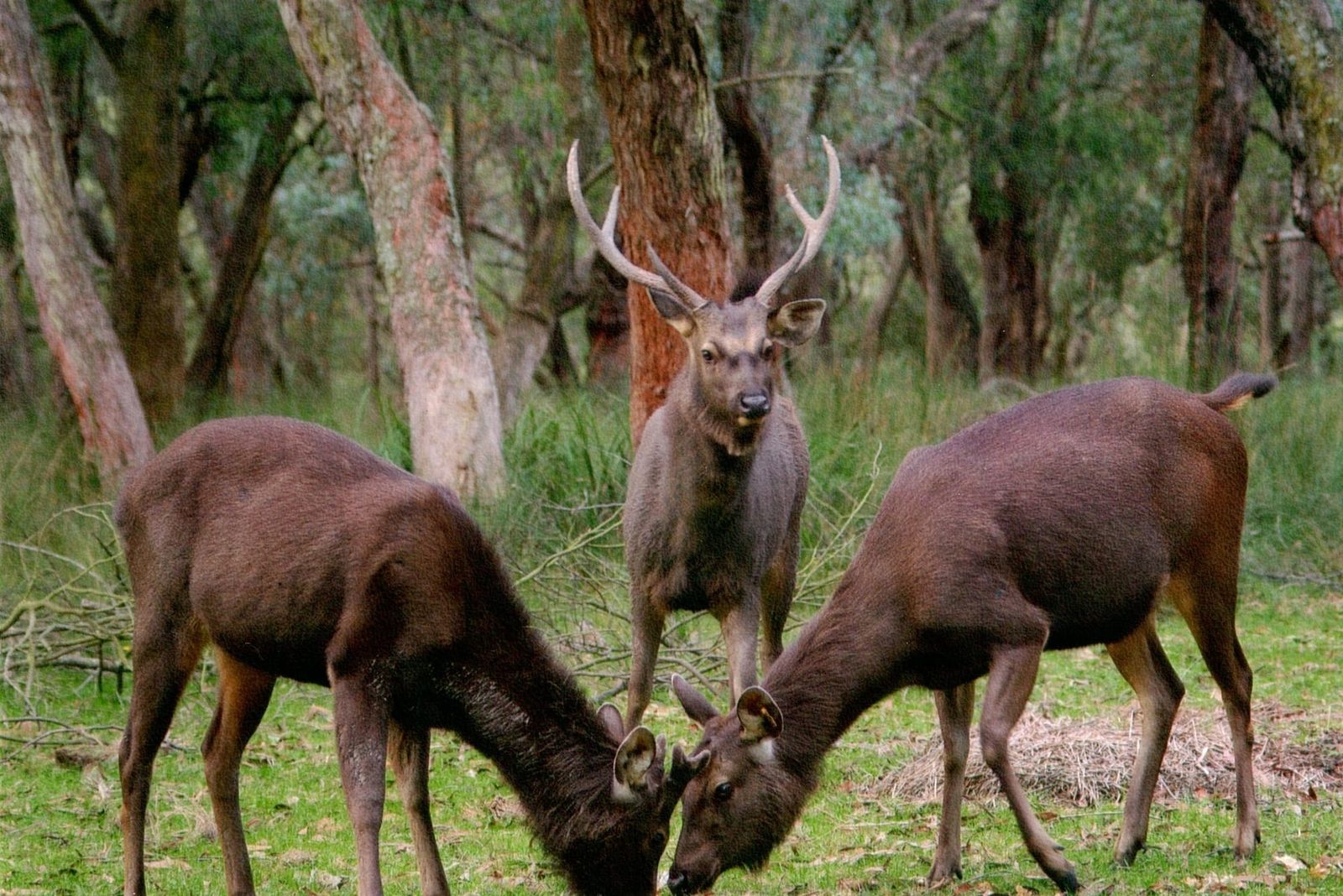 Deer damage to be in focus at Koonwarra expo post image