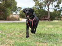 Bass Coast endorses draft dogs in public places guidelines post image