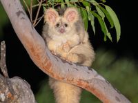 The species being protected after Mirboo North’s conservation win post image