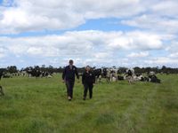 The 2026 GippsDairy Muster: From Grass to Growth in Toora post image