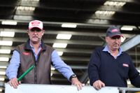 Heavy yearling steers lift in Leongatha post image