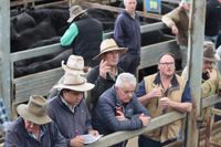 Rain, high quality cattle and booming exports drive Leongatha Store Sale post image