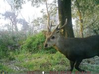 South Gippsland Feral Deer Forum at Meeniyan post image