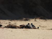 $1.5 million push to protect vulnerable local birds post image