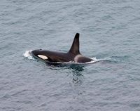 Phillip Island's whale festival receives a boost but why wait? post image