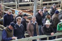 Prices brighten proceedings at Leongatha Saleyards post image