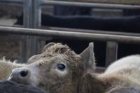 Solid results and big cattle numbers at Leongatha Store Sale post image