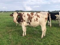 Lamers in calf heifer dispersal sale a success post image