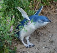 Bird flu on the rise across Bass Coast post image