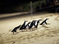 Breaking: Lifeline vaccines for Phillip Island's penguins post image