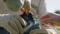 Penguin vaccination program underway but is it too late? post image