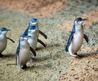 Penguin cover-up: Why the vaccination program is already too late post image