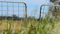 $5000 fine for cruelty to cows and calves at Korumburra post image