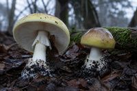 Mushroom foragers warned against using AI apps for identification post image