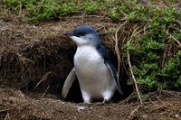 Bird flu claims first Phillip Island penguin post image
