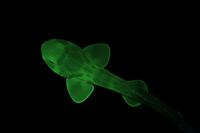 WATCH: Glowing shark discovered in Western Port waters post image