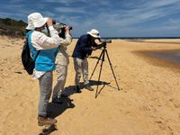 Vulnerable plovers reclaim coastal territory. post image