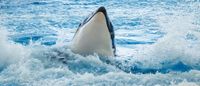 Orcas make a splash in unforgettable whale season post image