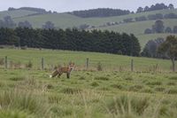 Man convicted at Wonthaggi court over fox bait misuse post image
