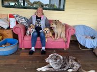 Doggone it council faces backlash over blatant cash grab for rescue dogs post image