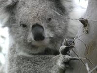 Local koala habitats to benefit from $2.6 million funding package post image
