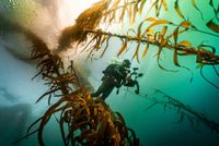 Community rallies to bring giant kelp back to Phillip Island post image