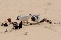 Patrols return to shield rare hoodies nesting on South Gippsland beaches post image