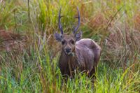 Aerial deer control to close parts of the Prom post image