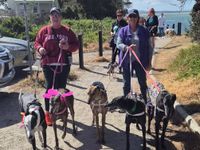 Global greyhound walk comes to Inverloch post image
