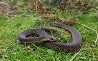 Snake season starts early post image