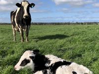 New biosecurity requirement for local livestock producers post image