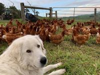 Poultry housing controls lifted by Chief Vet but crisis not over post image