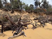 Bass Coast Shire presses panic button on Silverleaves’ work post image