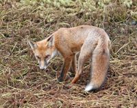 Locals urged to comment on new fox control strategy to protect vulnerable wildlife post image