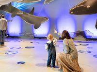 Visitors looking up at a suspended whale display