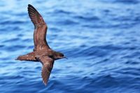 Shearwaters return to Phillip Island under bird flu watch post image