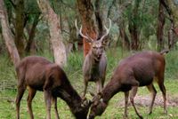 Deer damage to be in focus at Koonwarra expo post image