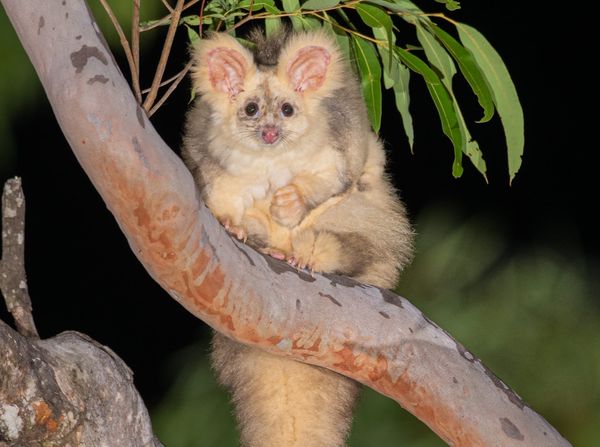 The species being protected after Mirboo North’s conservation win post image