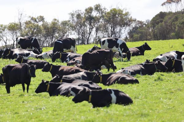 Dairyfarmers urged to be cautious over milk price offers post image
