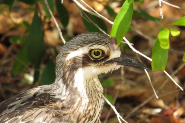 Watch: Endangered curlews released back into the wild at Phillip Island post image