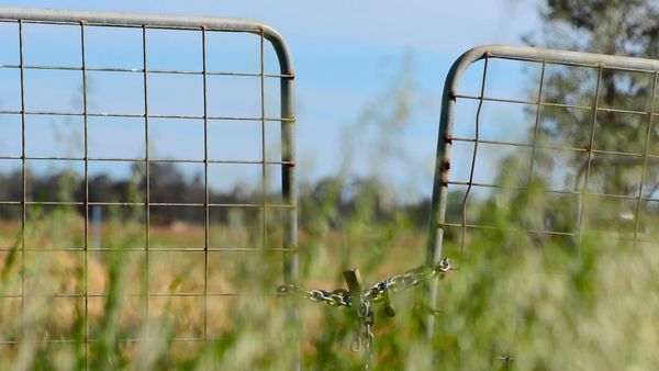 $5000 fine for cruelty to cows and calves at Korumburra post image