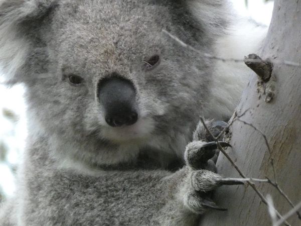 Local koala habitats to benefit from $2.6 million funding package post image