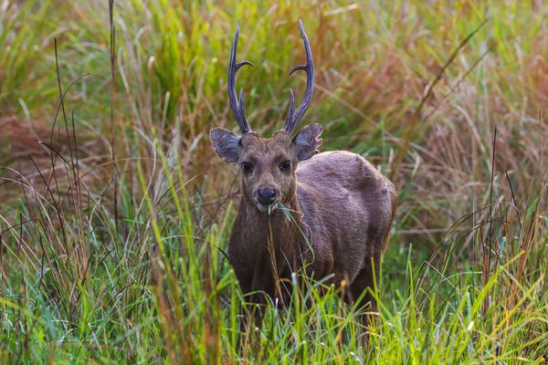 Aerial deer control to close parts of the Prom post image