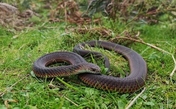 Snake season starts early post image