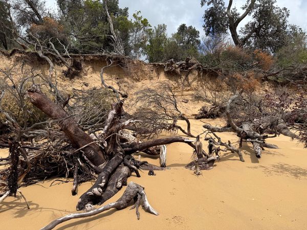 Bass Coast Shire presses panic button on Silverleaves’ work post image
