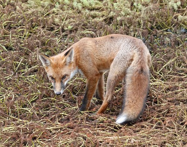 Locals urged to comment on new fox control strategy to protect vulnerable wildlife post image
