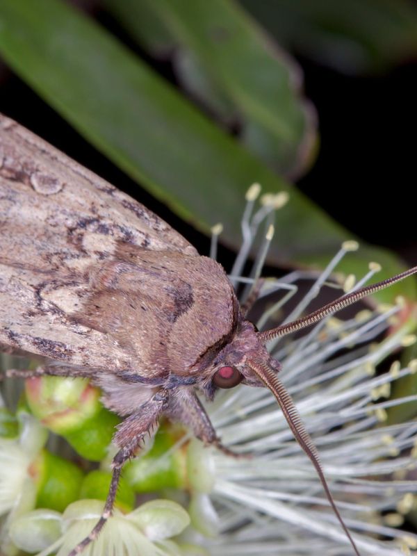 Bogong moths swarm the Bass Coast in spring resurgence post image